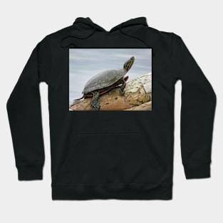 Painted turtle on log Hoodie